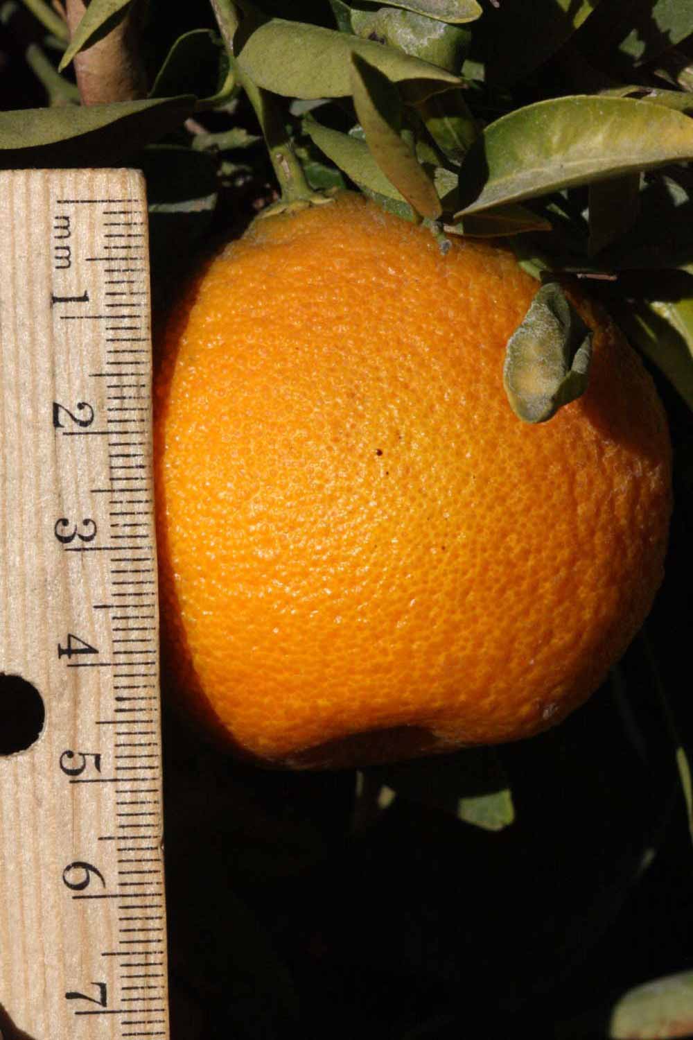              Fruit (Riverside, CA)       